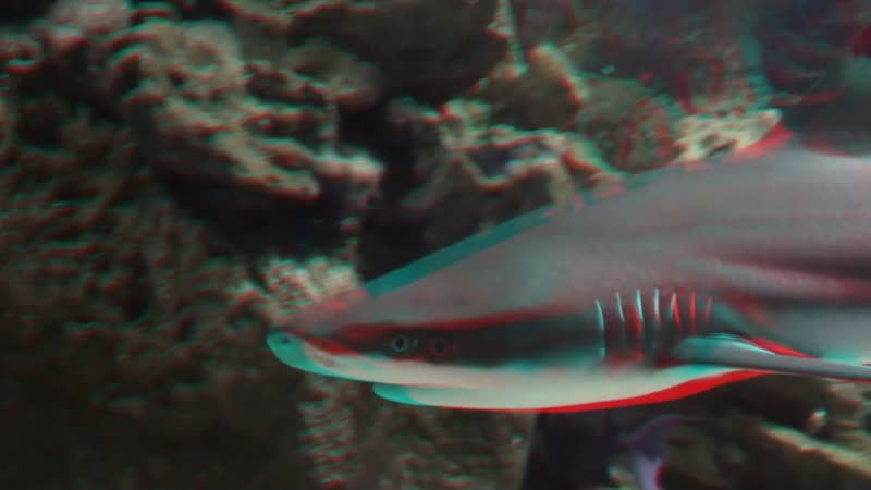 Un tiburón entre paisajes acuáticos con efecto 3D
